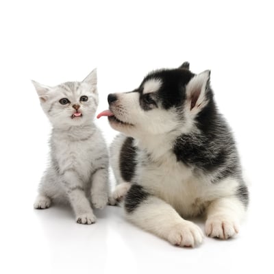 ペット(犬、猫)